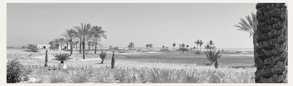 Photo de palmiers en noir et blanc