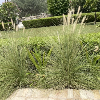Pennisetum en fleurs