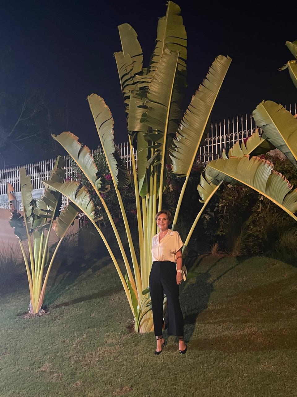 Arbre du voyageur, 2 ans après plantation