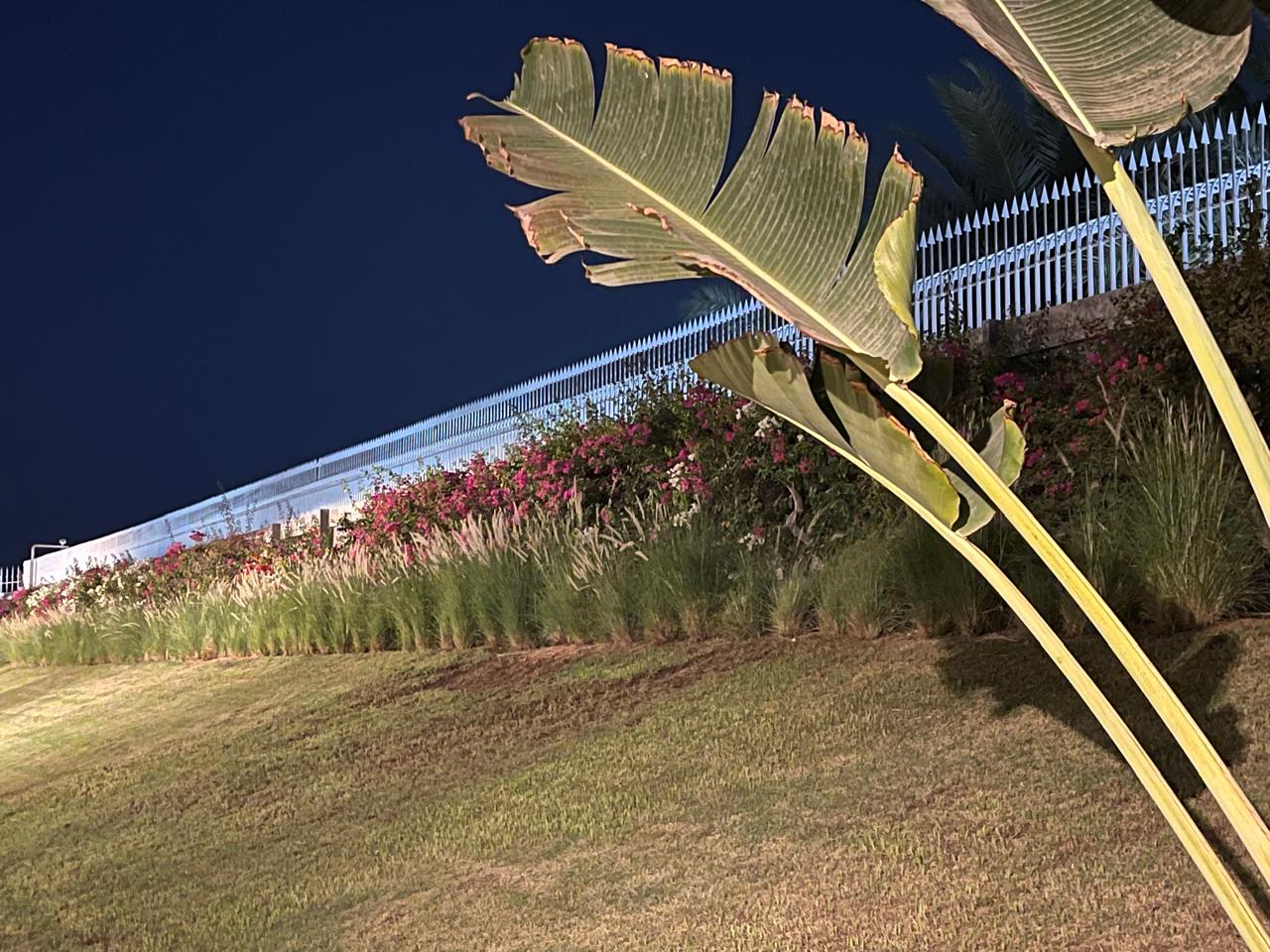 Haie de Pennisetum, 2 ans après plantation