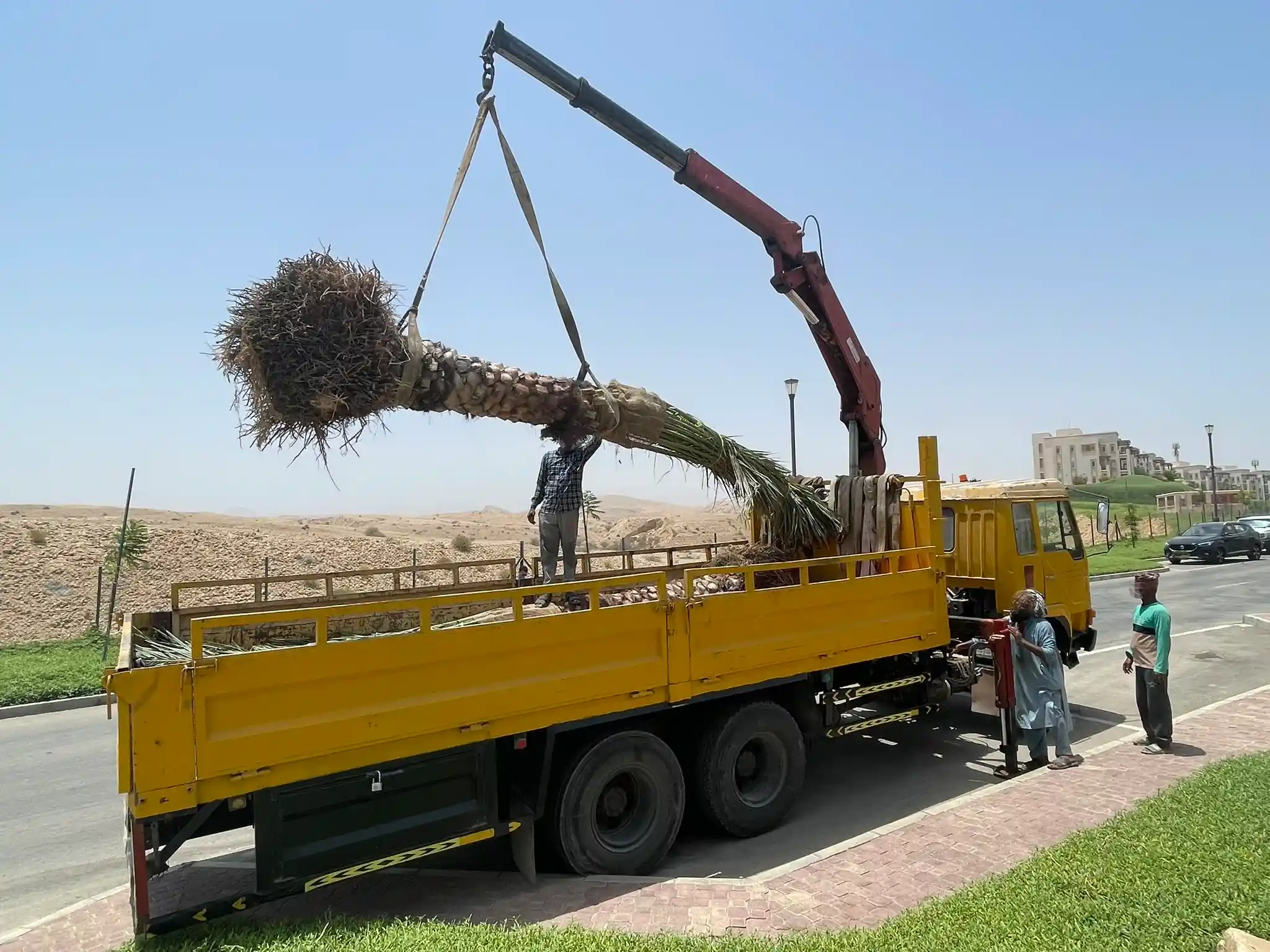 Arrivée des palmiers en camions avec grue
