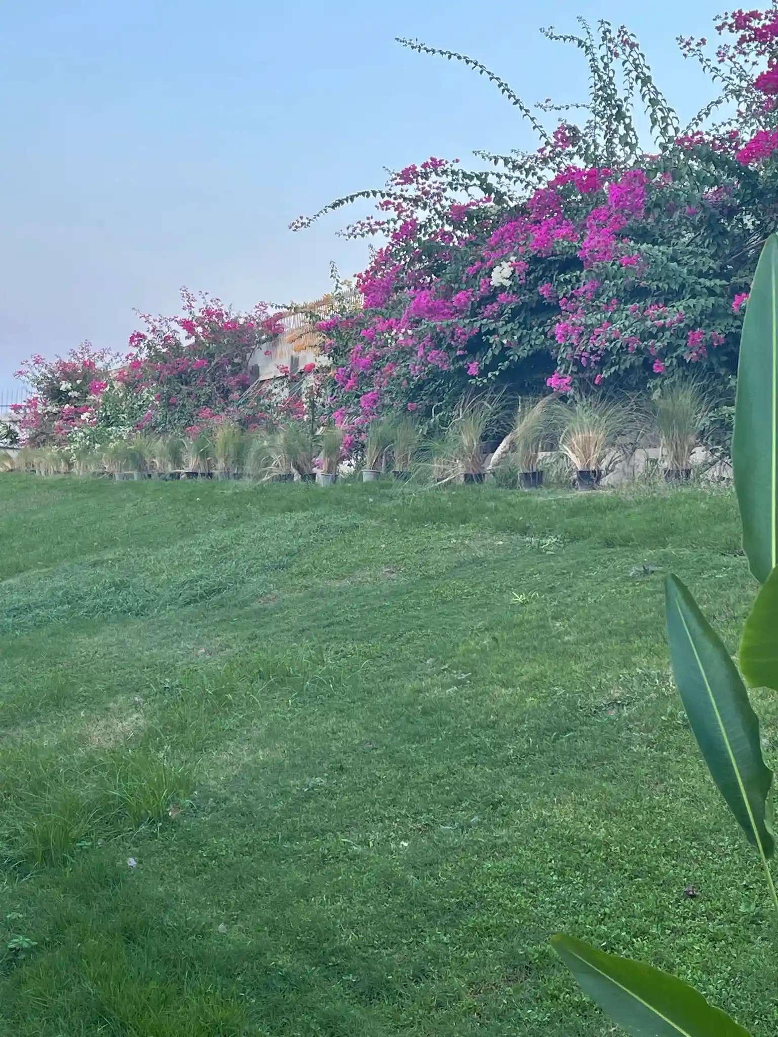 Haie de Pennisetum en pied de bougainvillier avant plantation