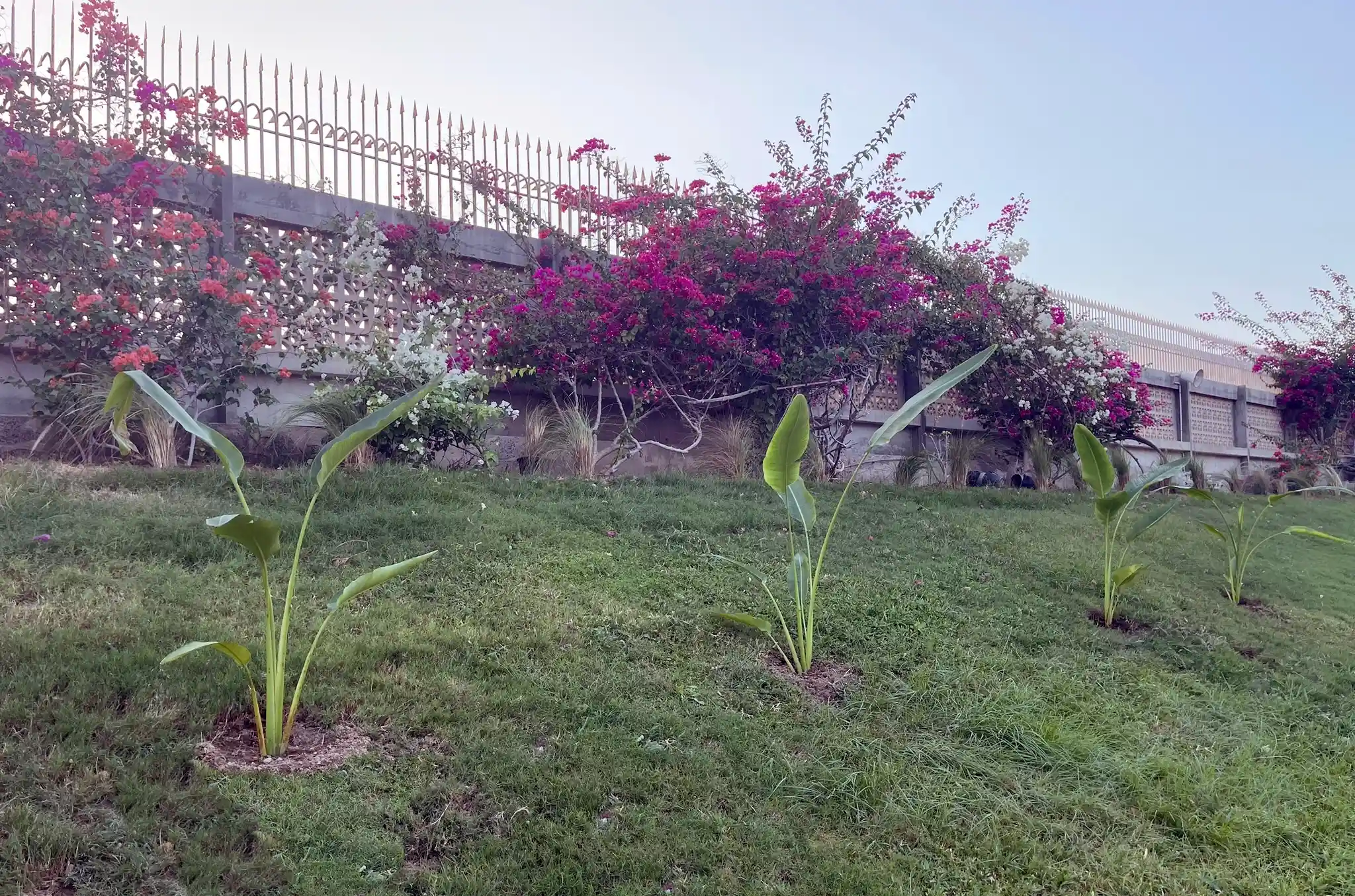 Plantation des 4 arbres du voyageurs