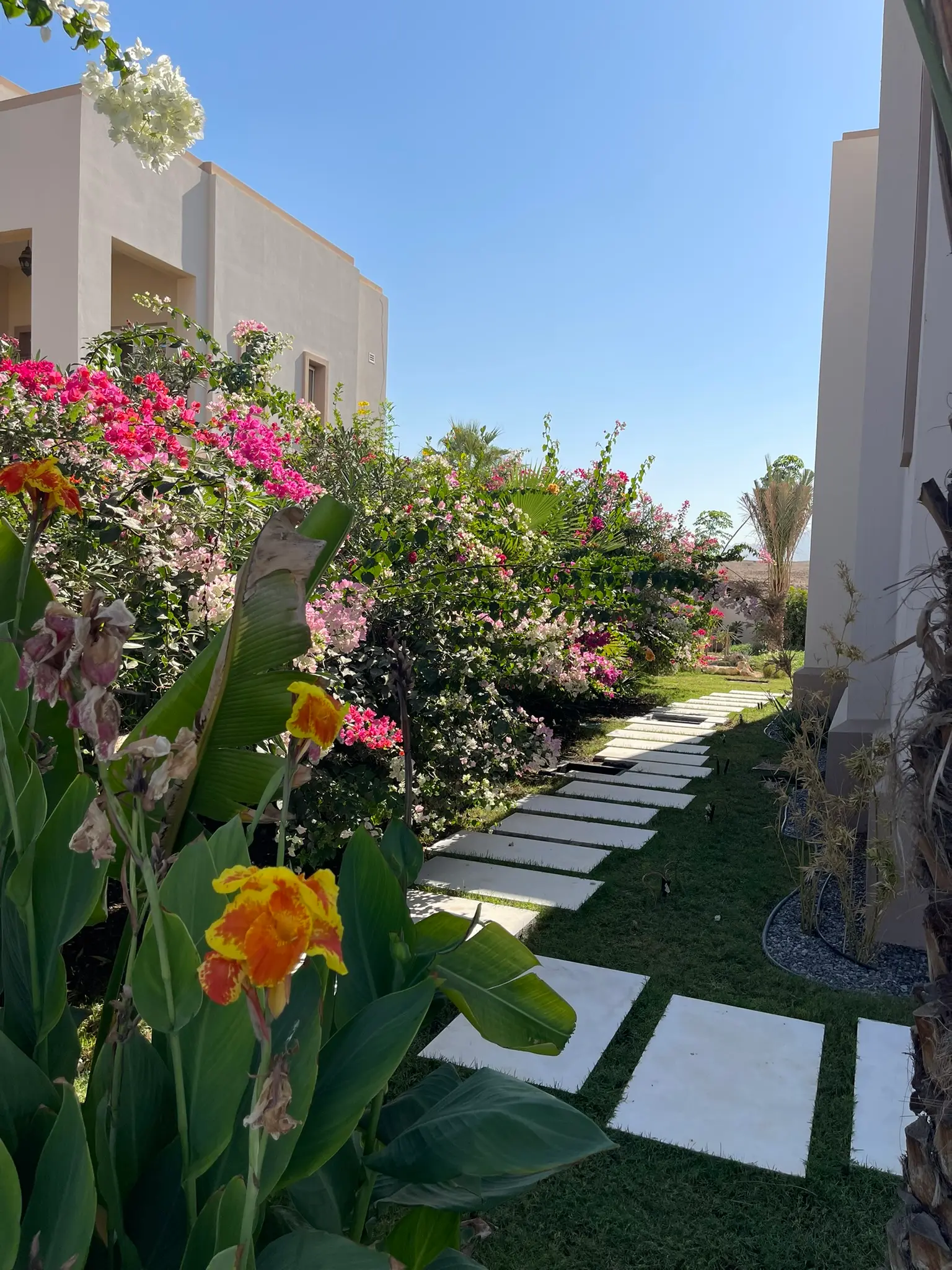 6 mois après, Canna indica 'Yellow Humbert'